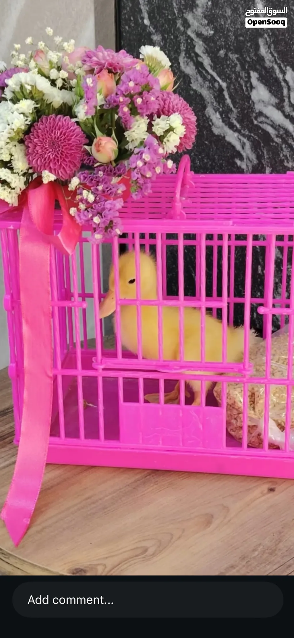 بطه عمرها 9 ايام