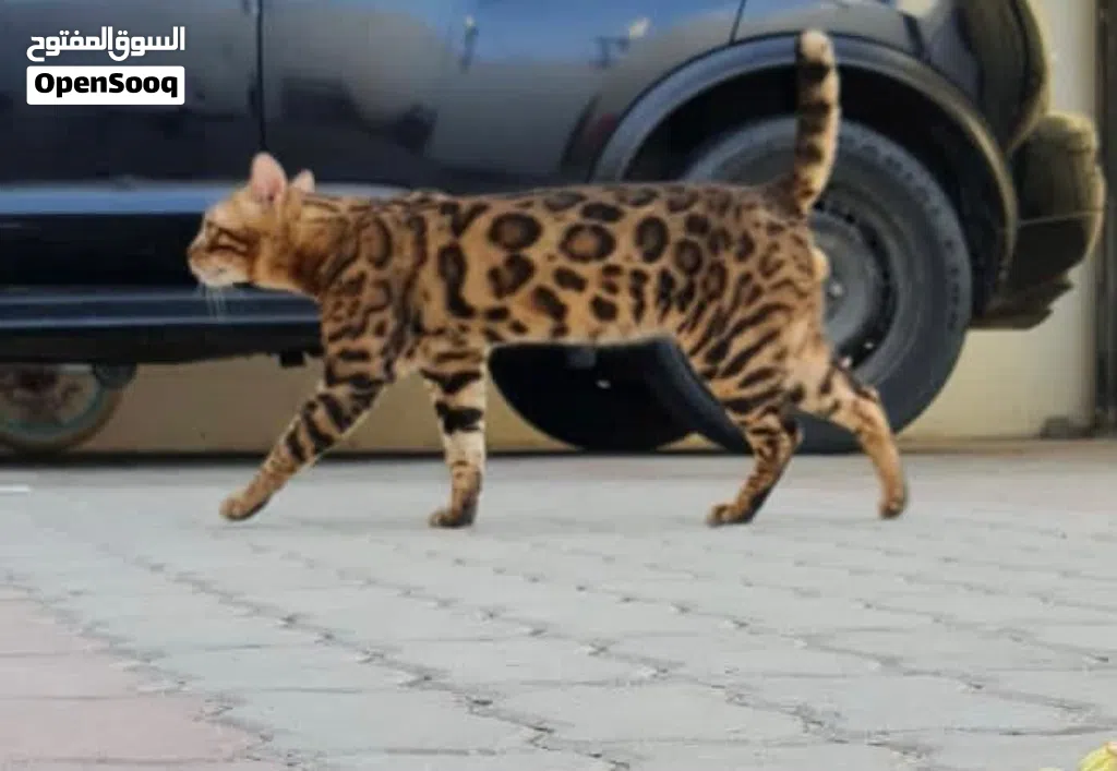 PURE BREED BENGAL FOR MATING