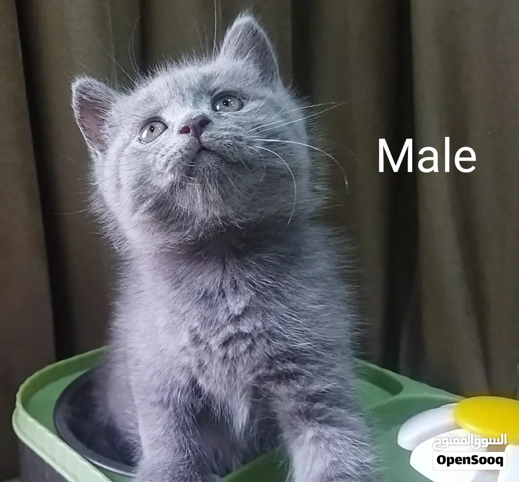 Scottish fold, straight and British blue kittens قطط اسكوتش فولد واسكوتش استريت وبريتش بلو