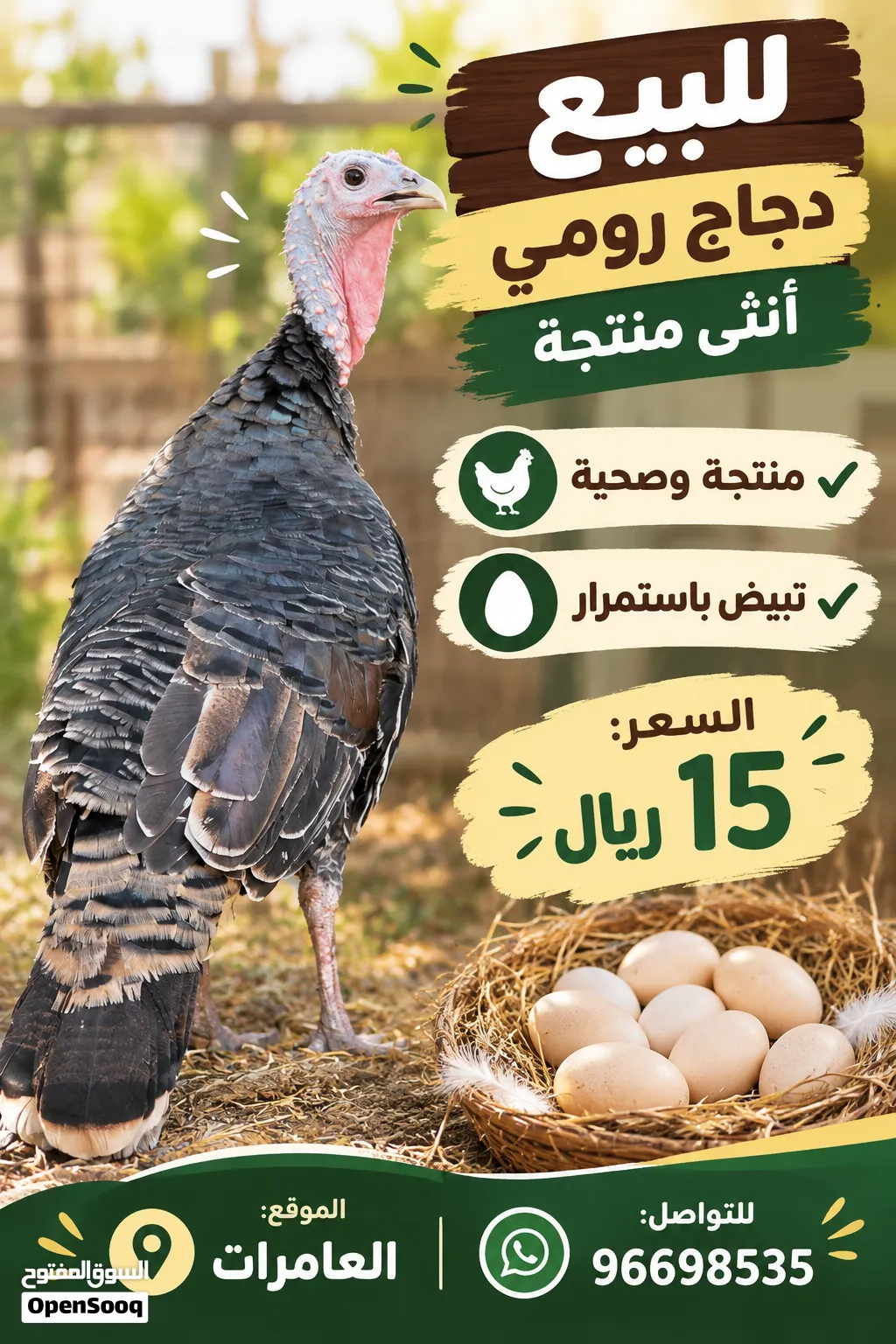 للبيع دجاج رومي أنثى منتجة