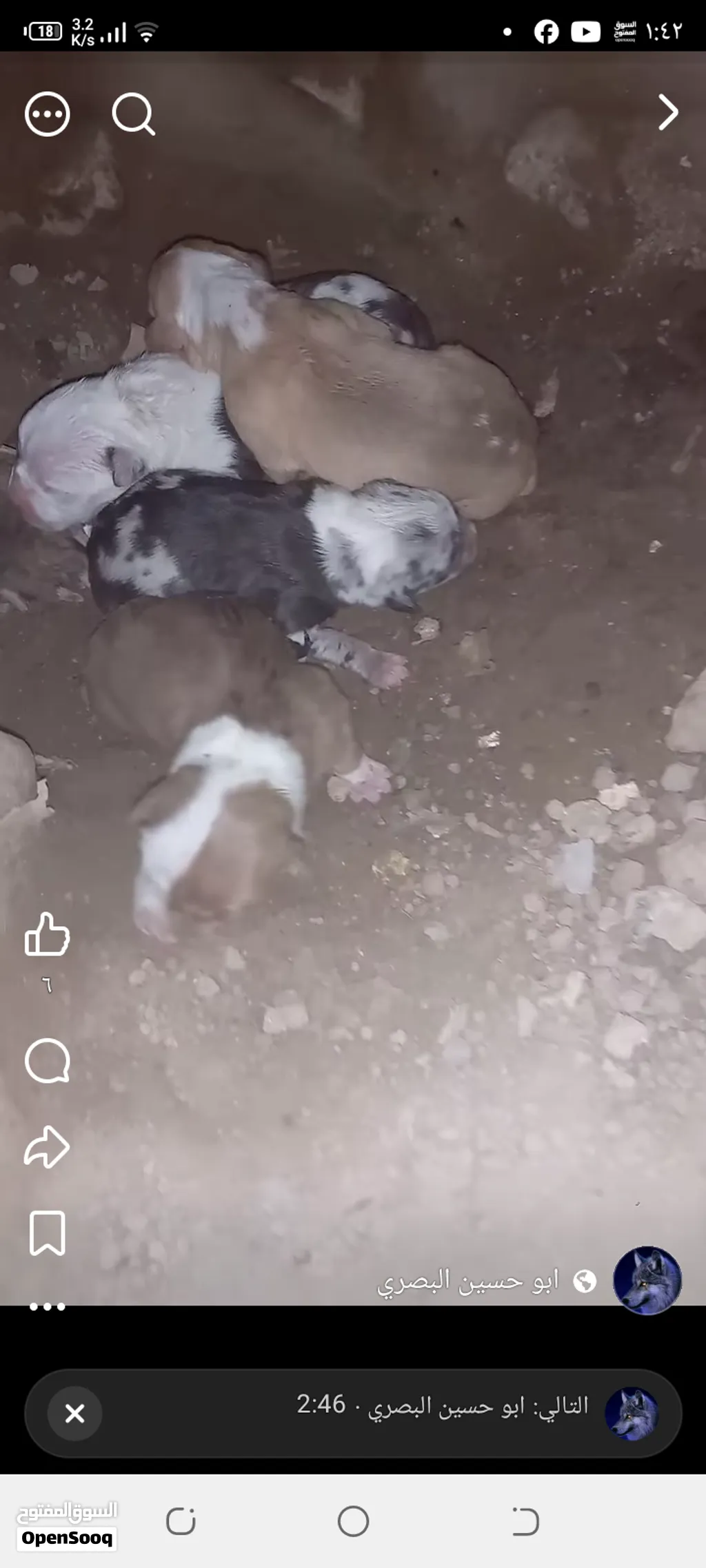 نثيه بتبول وراها اربع فحله