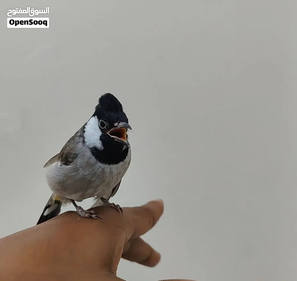 بلبل عراقي اليف
