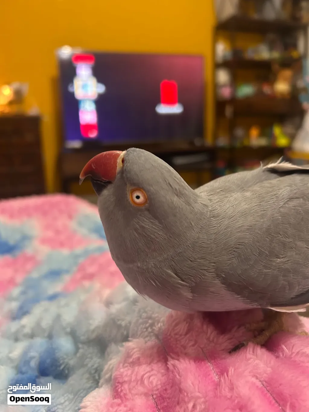 Bird Healthy & Well Cared For