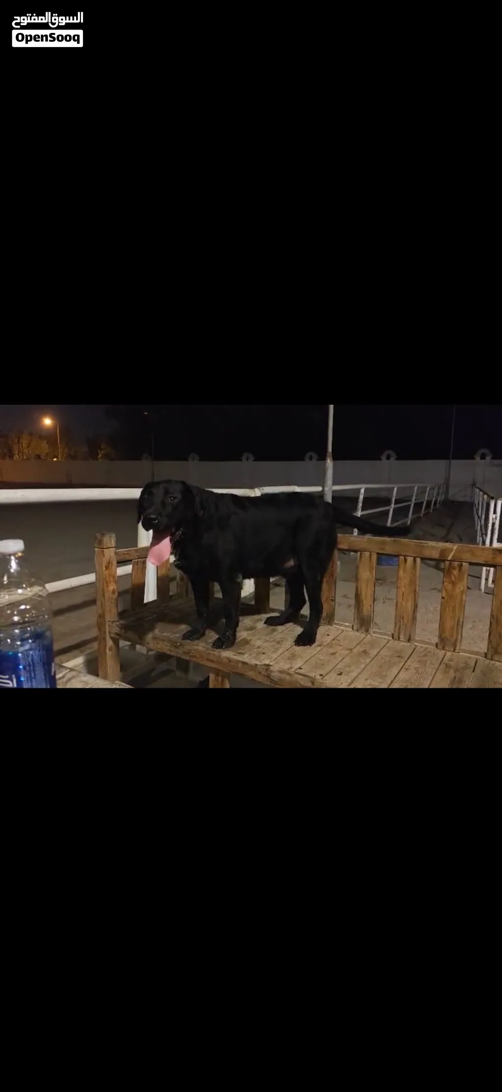 For sale (Black Labrador Retriever)