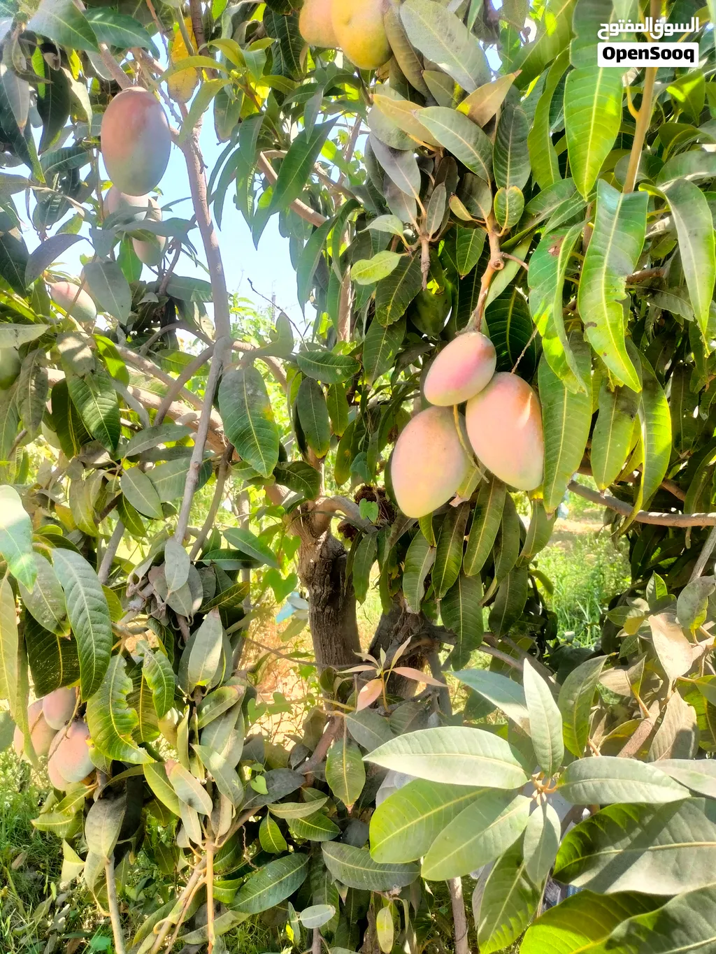 منجا وبس الحق اطلب شحنتك