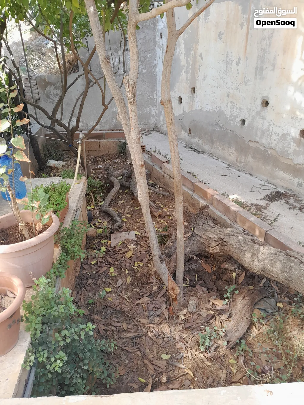 خشب مشمشة شجرة كاملة مع اسكدنيا