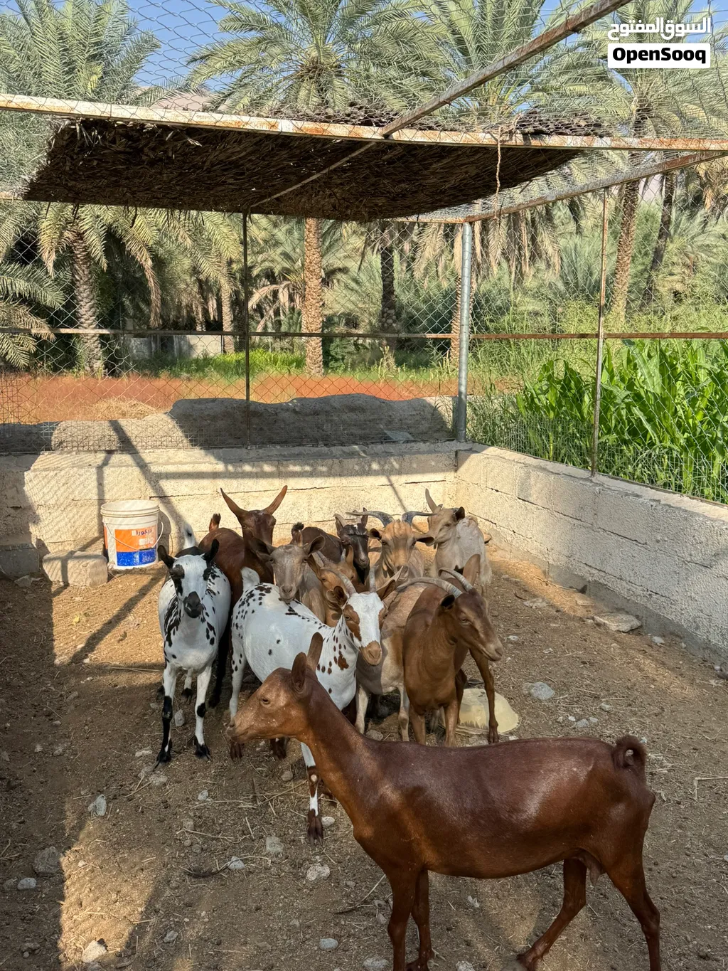 اغنام صلاليه للبيع