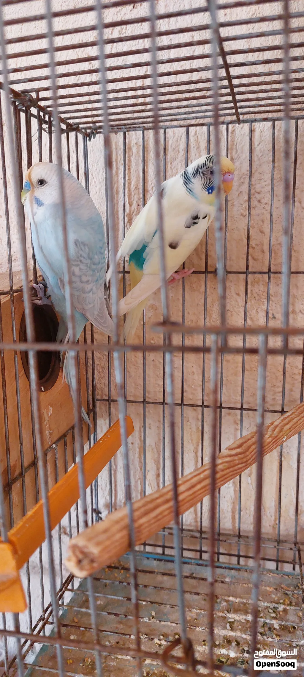 عصفير للبيع.