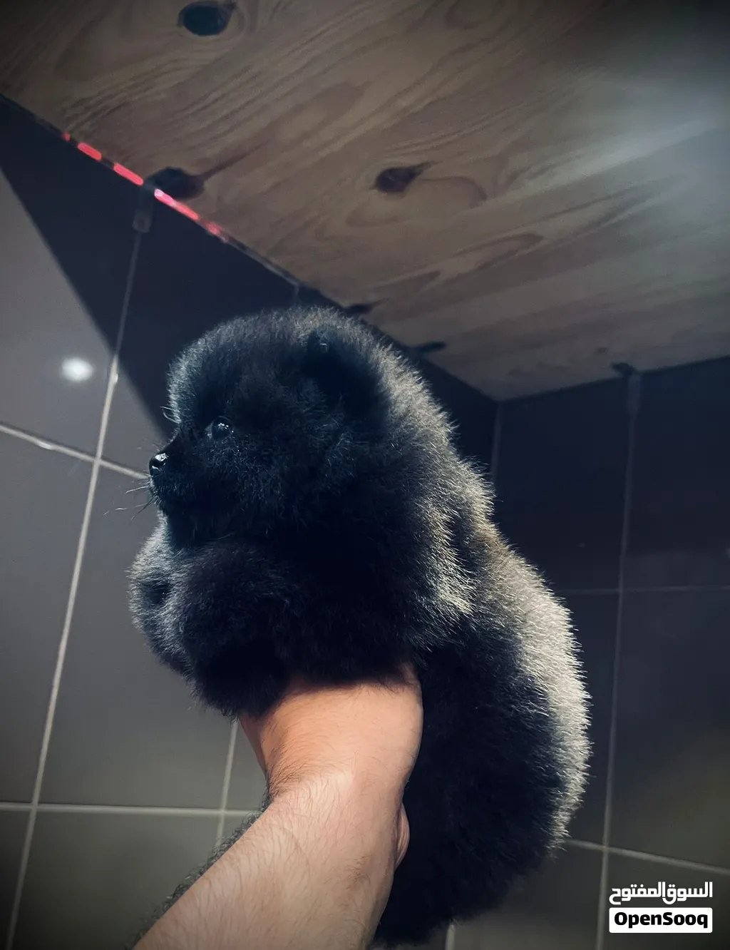 Pomeranian puppies