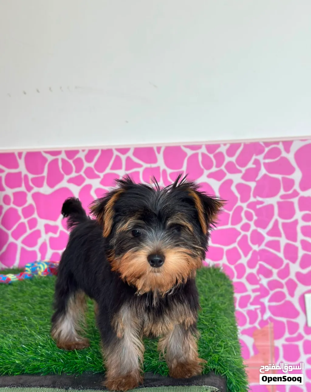 Yorkieshire