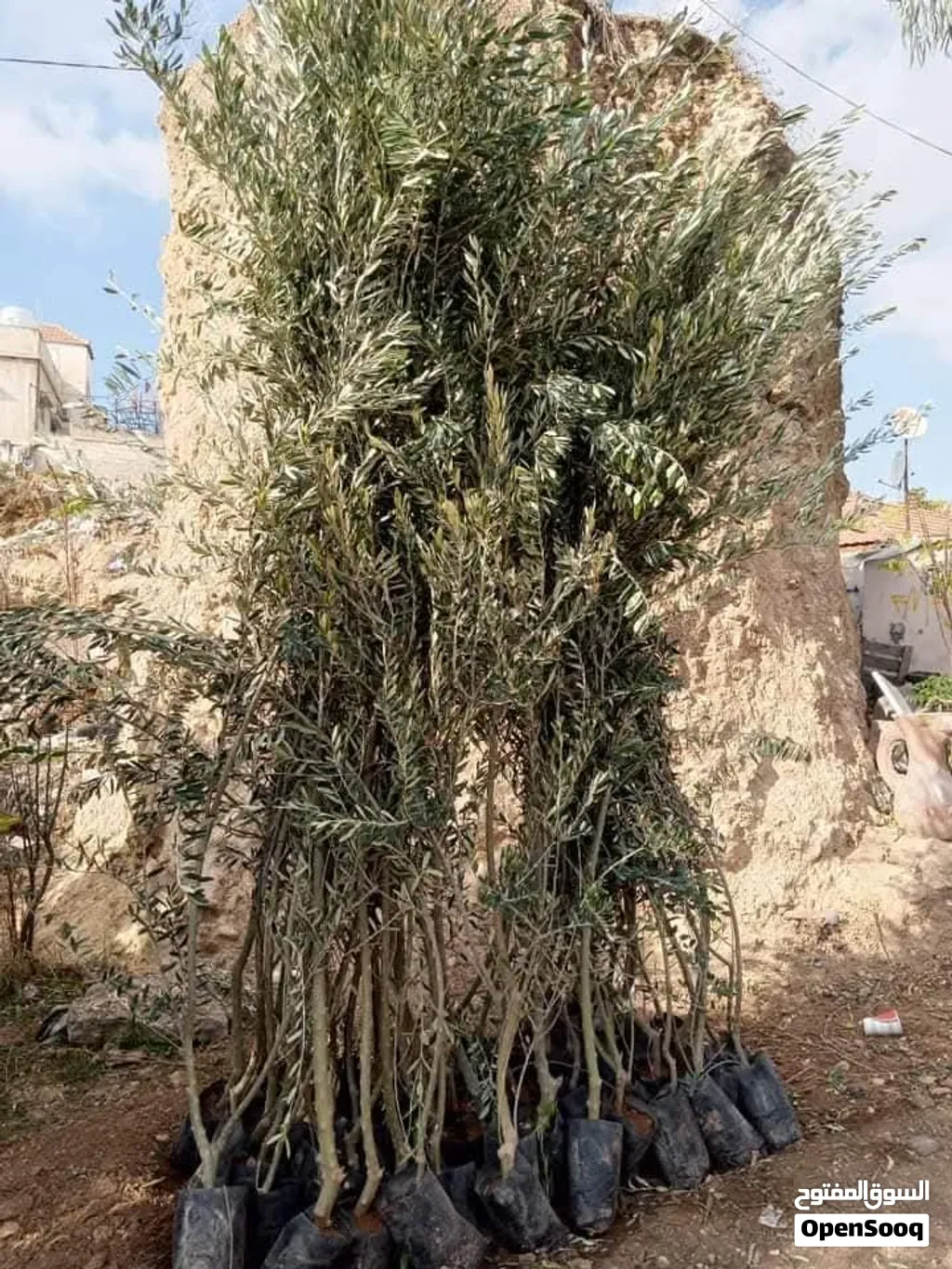 زراعة أشجار مثمرة وزينة