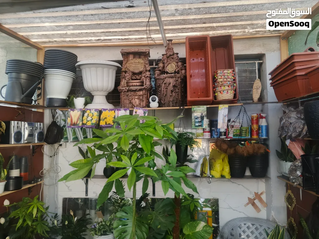 نباتات داخليه وخارجيه