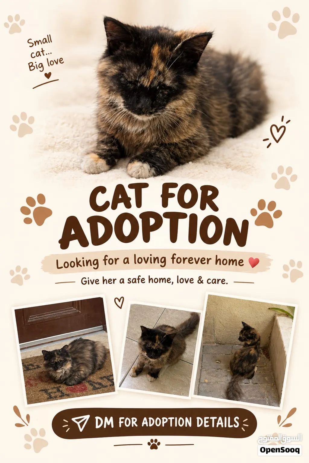 Female Kitten for free 5 months old Vaccinated, litter trained