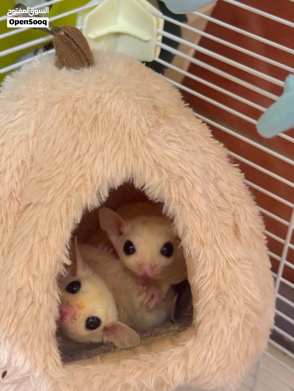 Sugar Glider Male &Female