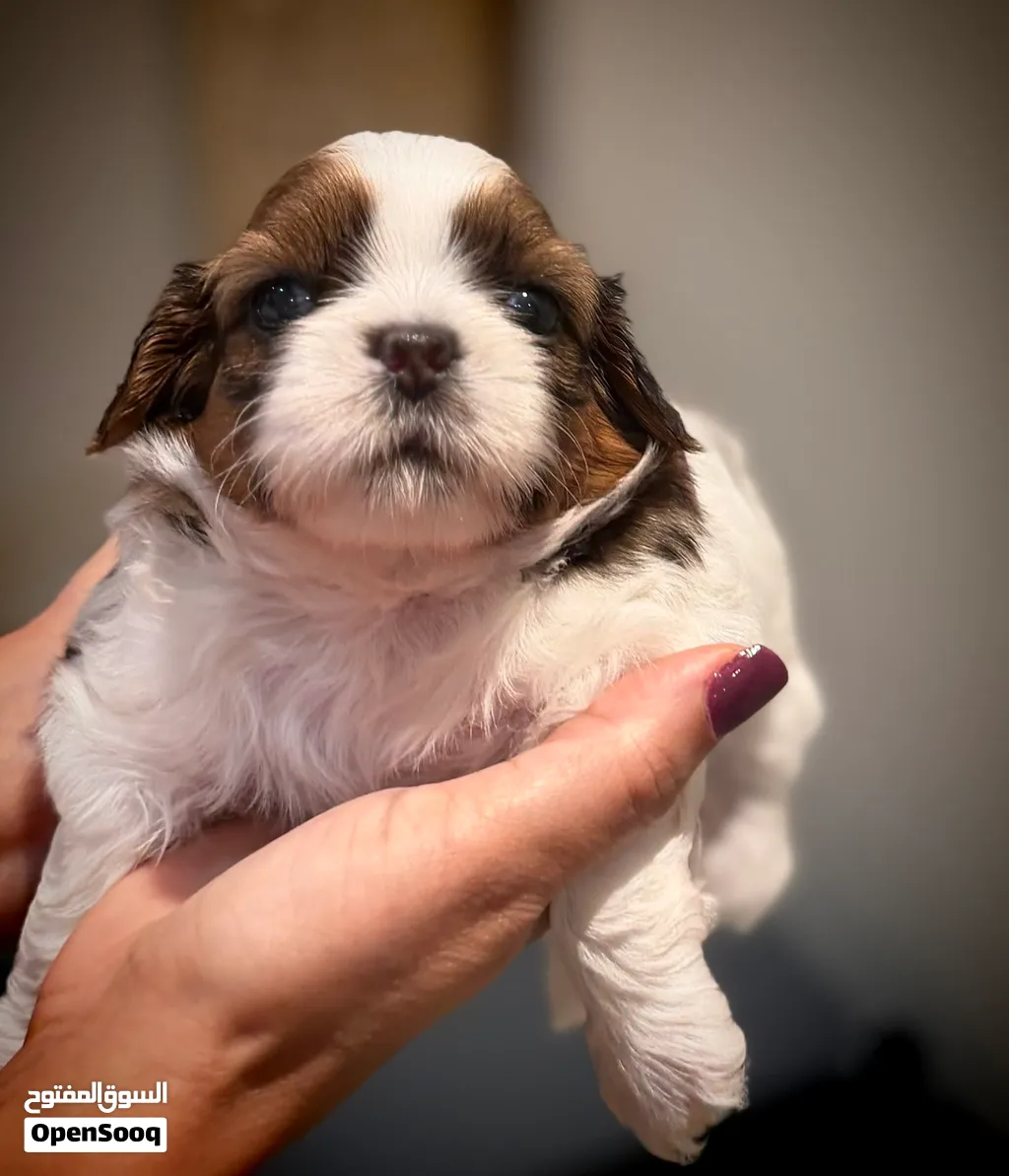 Purebred Shih Tzu Puppies Looking for Loving Homes!