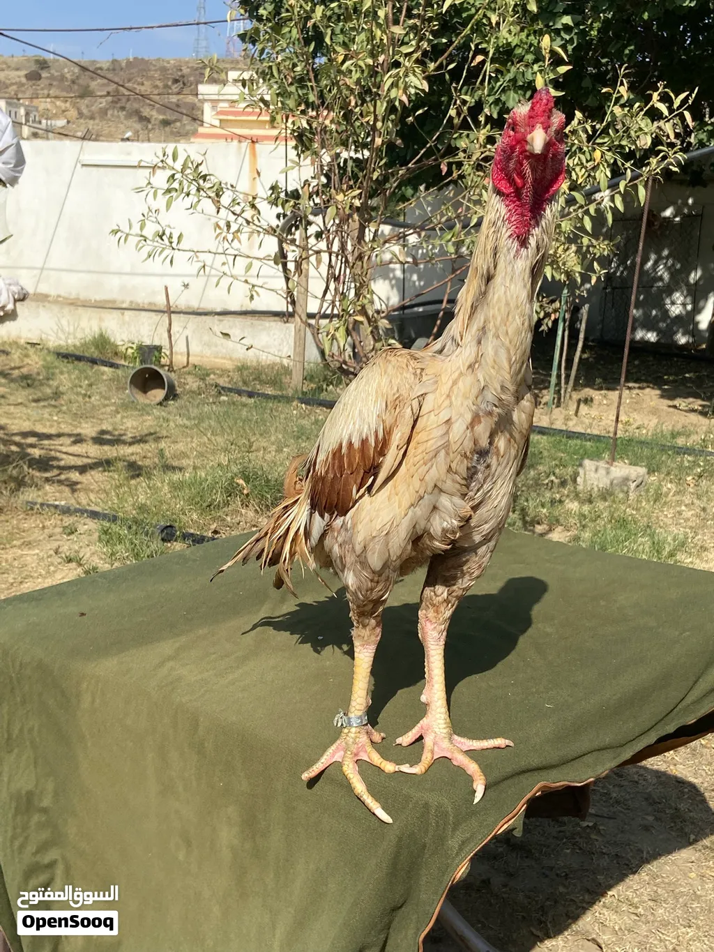 ديك فارسي من انتاجي