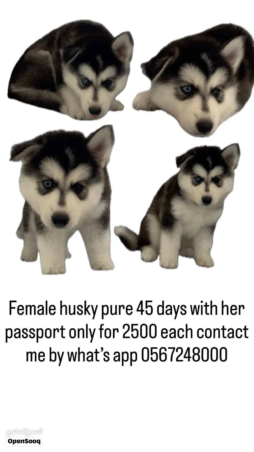 Pure husky for sale 45days