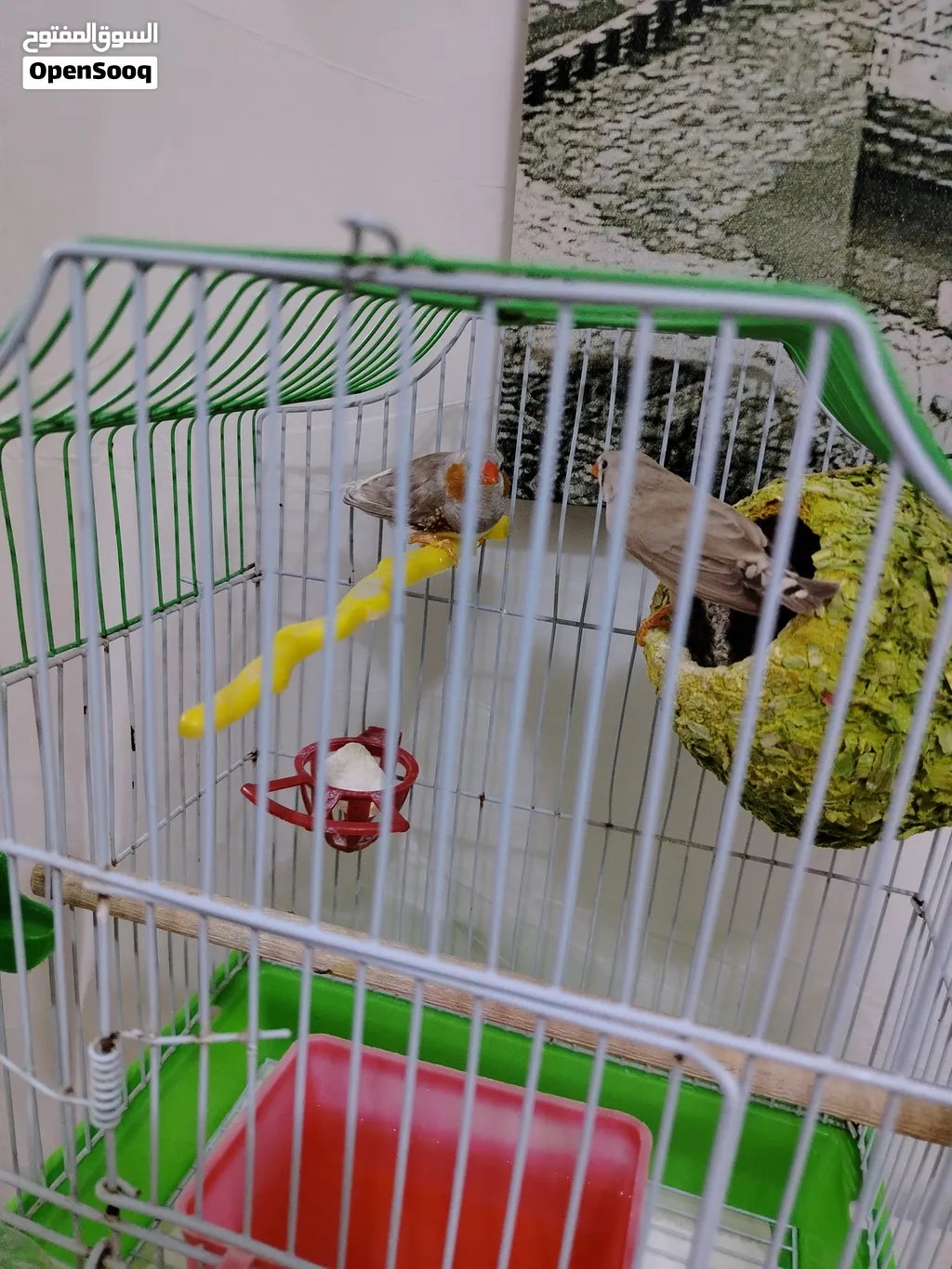 طيور فنجس للبيع