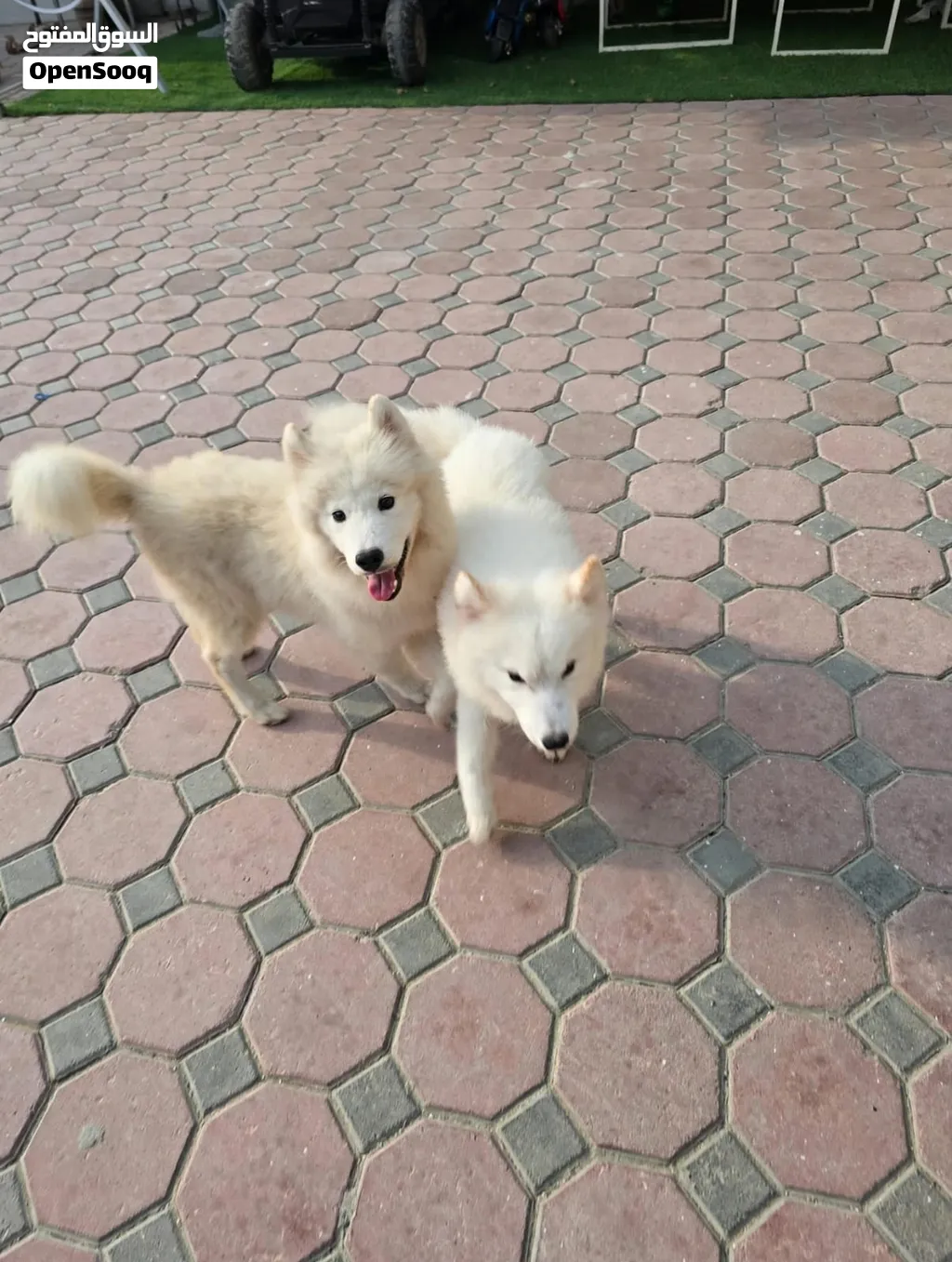 SAMOYED PUPPIES FOR ADOPTION – UAE