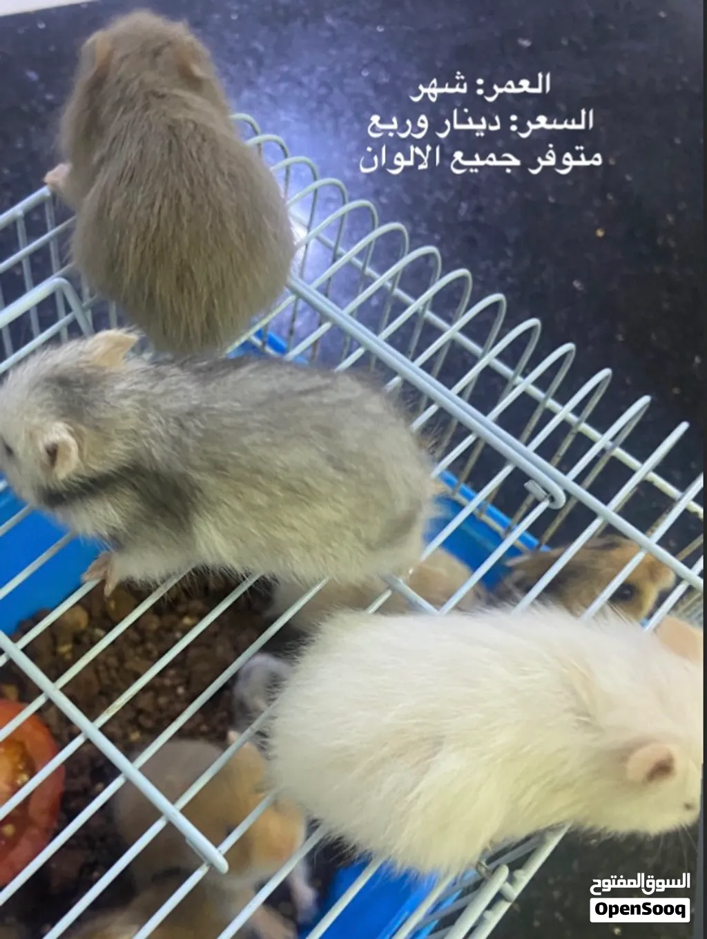 هامسترات جميع الالوان والاشكال بدينار واحد فقط