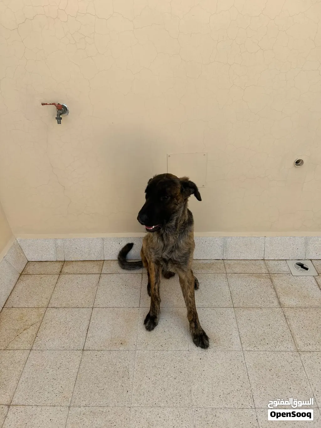 Dutch shepherd for mating/breeding راعي هولندي للتزاوج والتكاثر