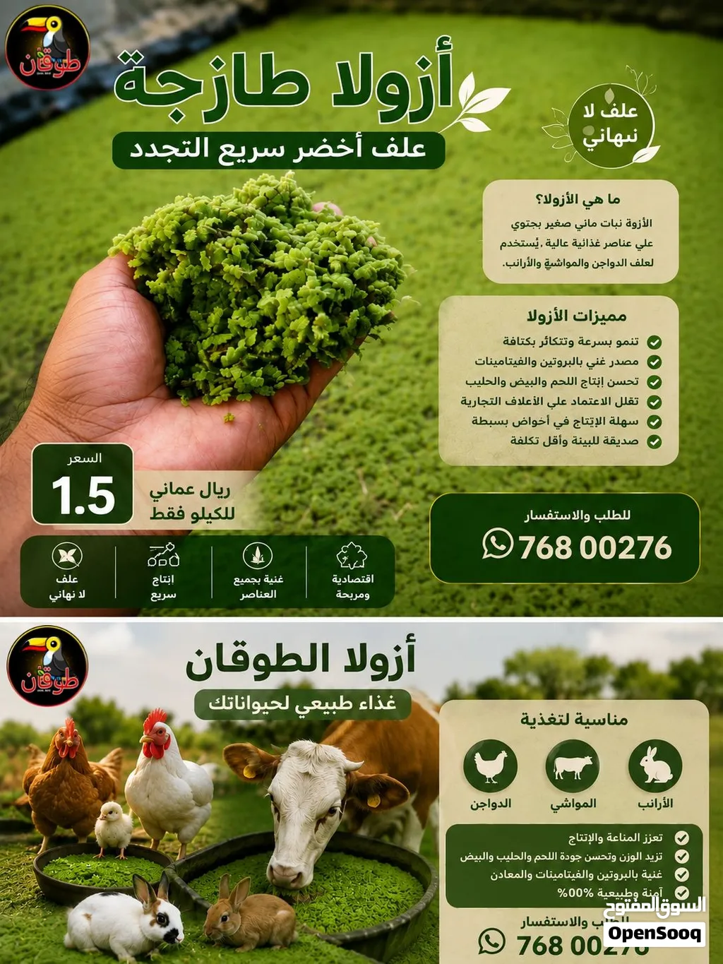 نبتة الأوزولا علف لا نهائي الوصف مهم