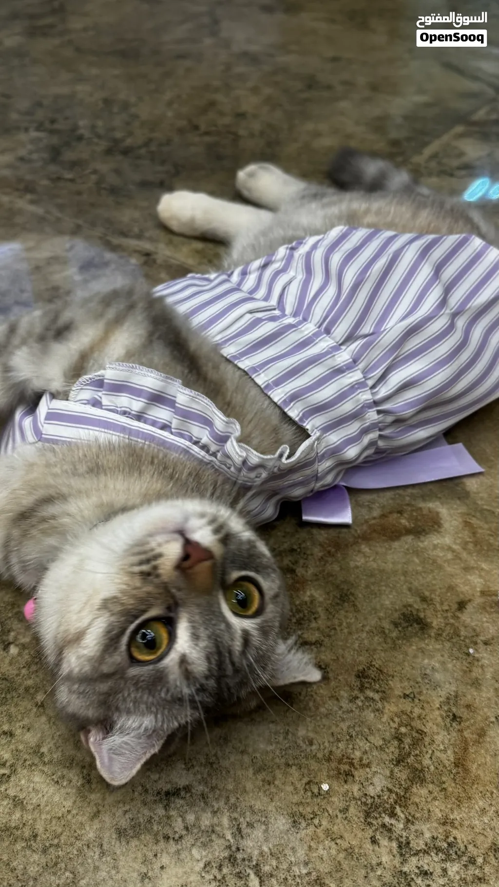 Scottish fold