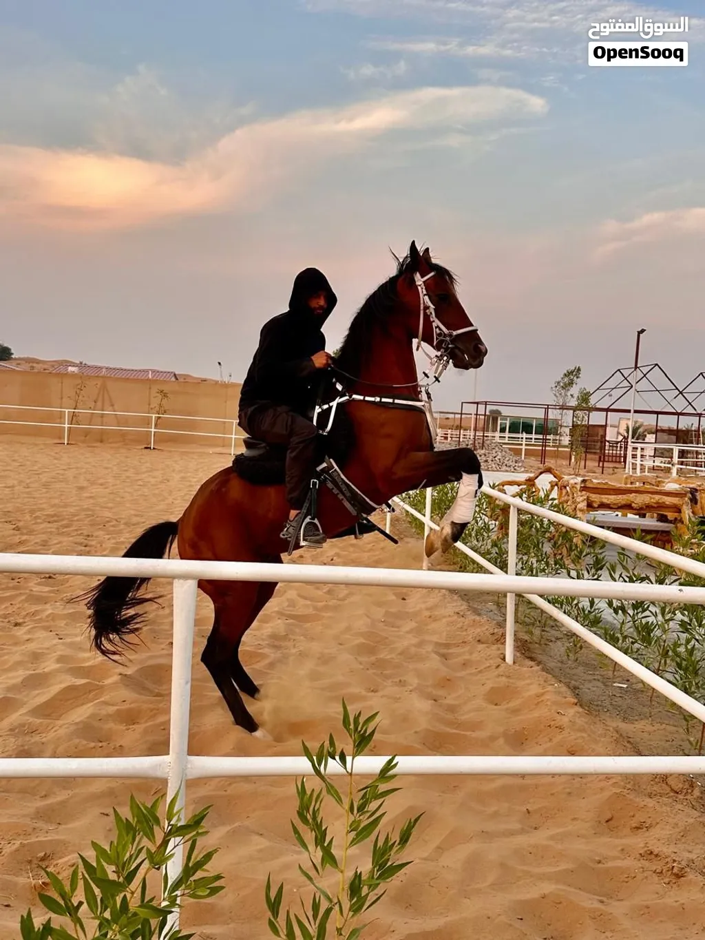 خيل عربي خصي بدون جواز العمر 8 سنوات