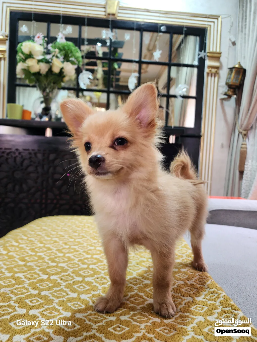 for adoption Chihuahua puppy