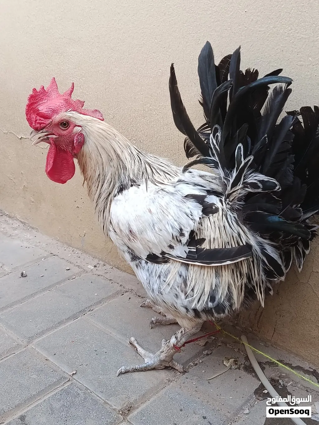 ديك فرنسي للبيع