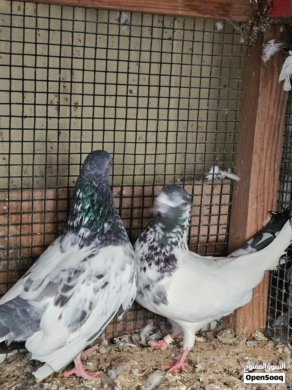 pigeons Pakistani