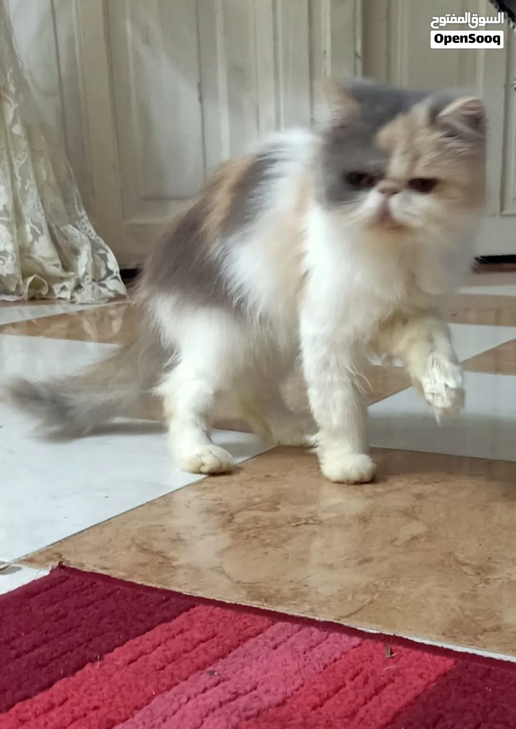 قطه كاليكو منتجه
