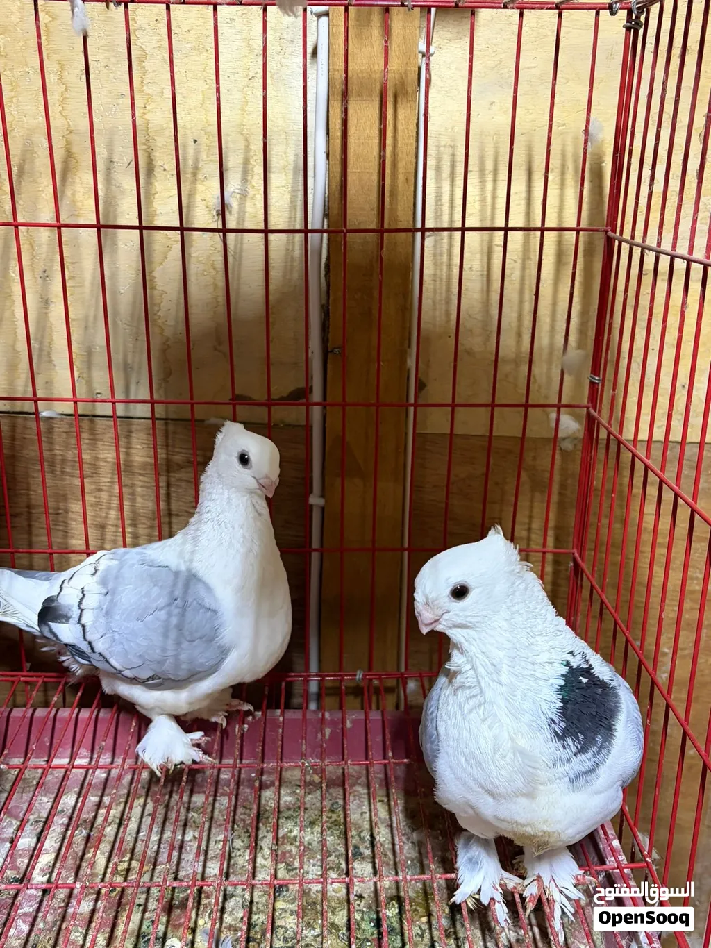 حمام سوري ، محاكر
