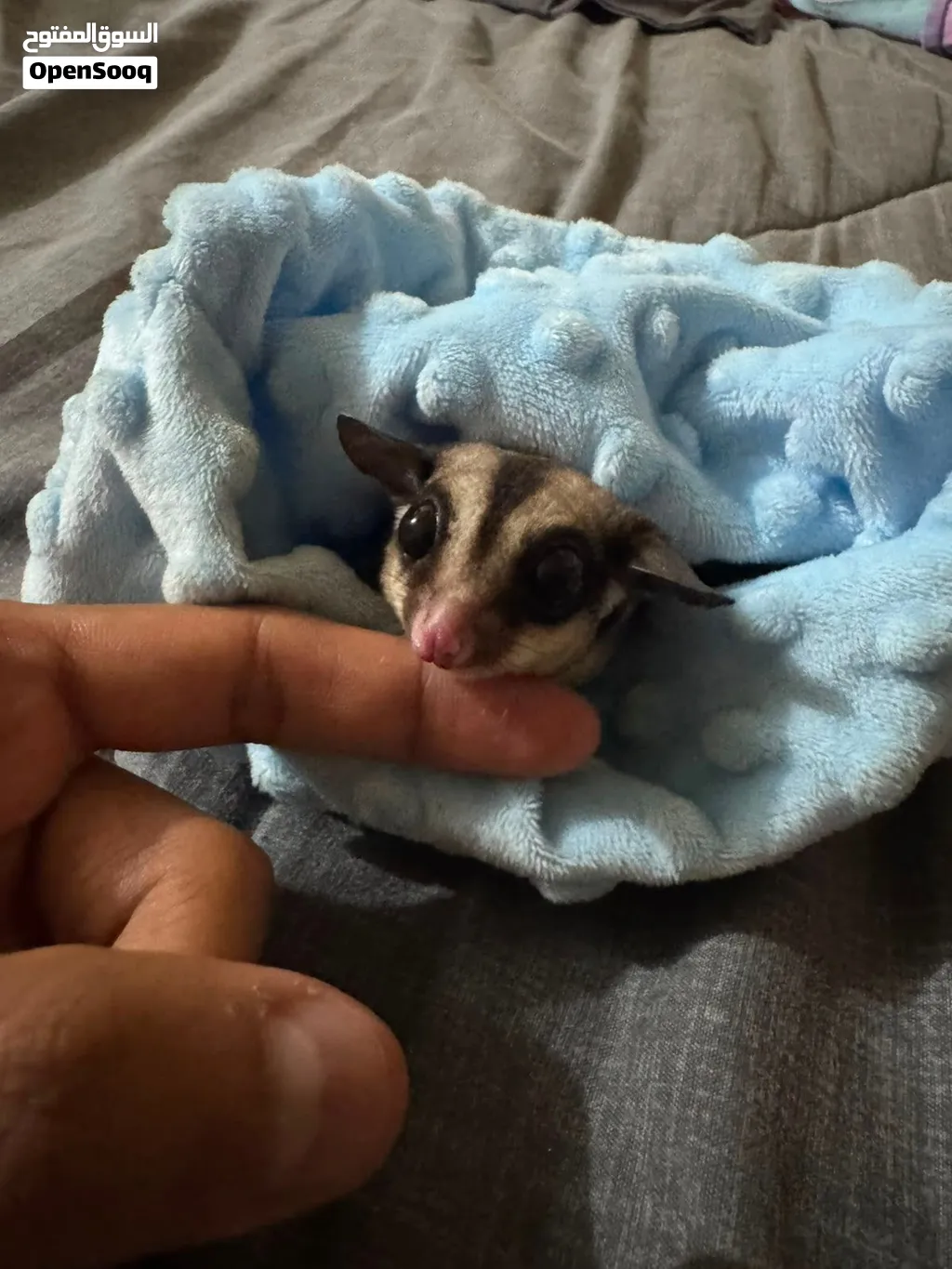 شوقر غلايدر sugar glider