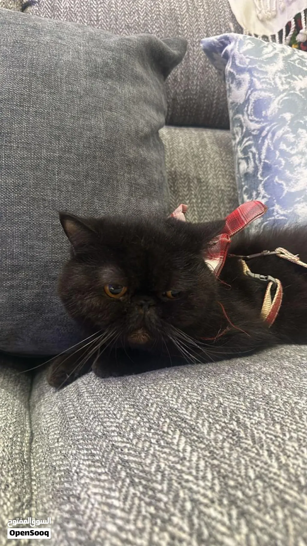 Peke face Persian 8 months