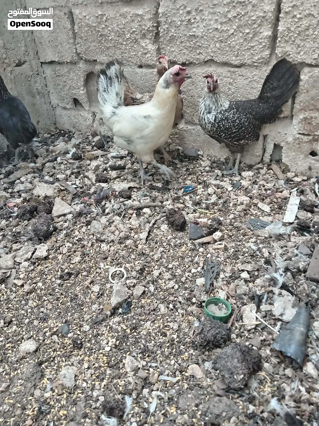 دجاج بلدي بياض