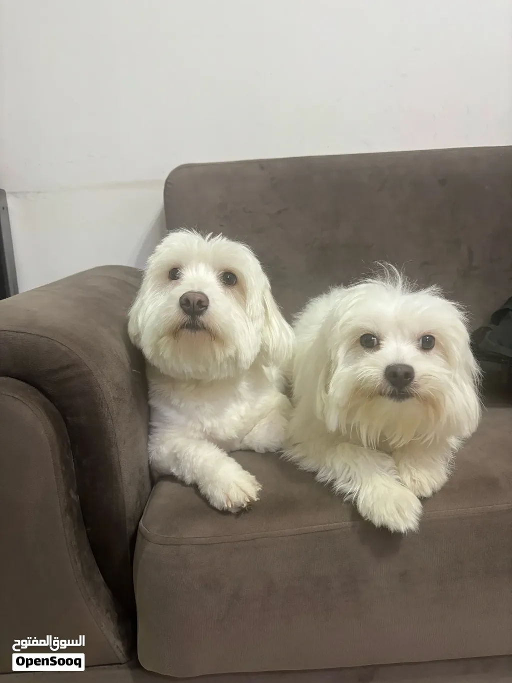 Cute Female Dogs