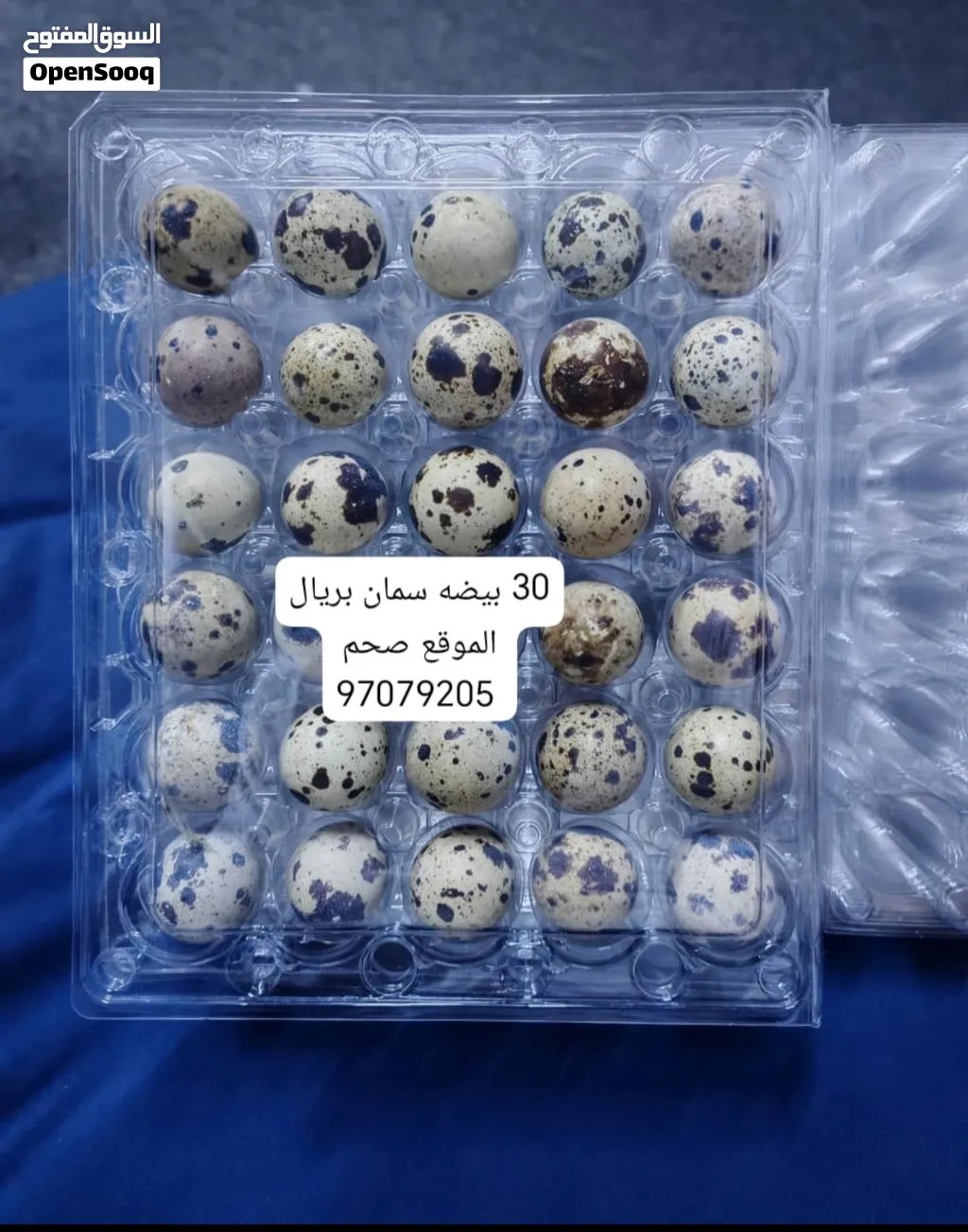 يتوفر لدينا بيض سمان مخصب مضمون للأكل والتفقيس الإنتاج اليومي . . . . . َ . . ...