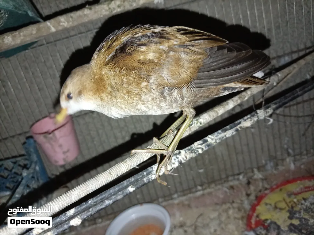 طائر المرعة الصغيرة crake المهاجر
