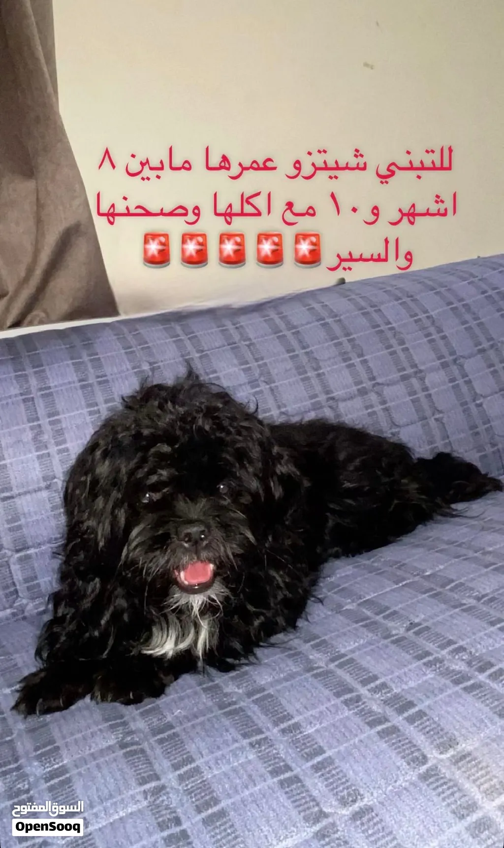 للبيع كلبه شيتزو نثيه مع اكلها وصحنها والسير