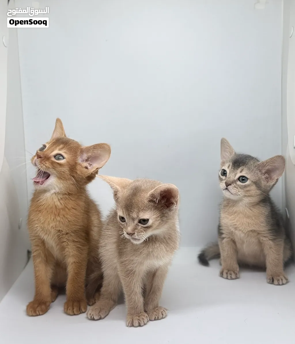 Abyssinian Type للبيع قطط حبشي abyssinian بيور - (288905634) | OpenSooq