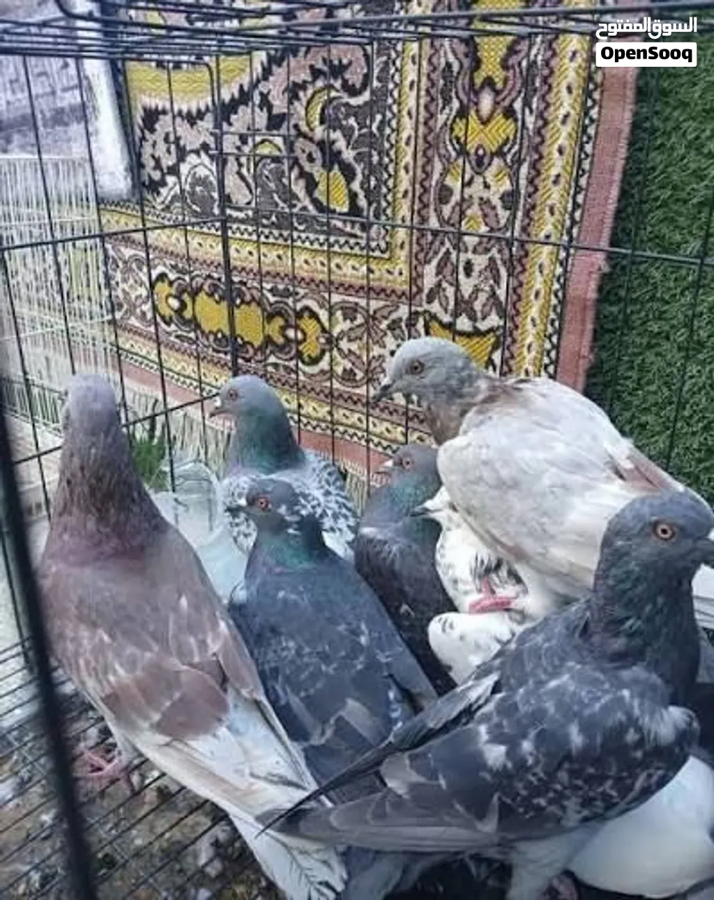 9 جواز حمام شغالات كل الالوان