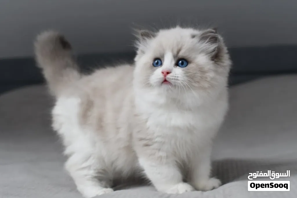 Ragdoll Kitten