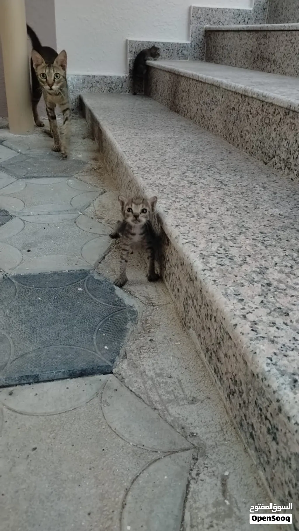 3 قطط صغيره للتبني