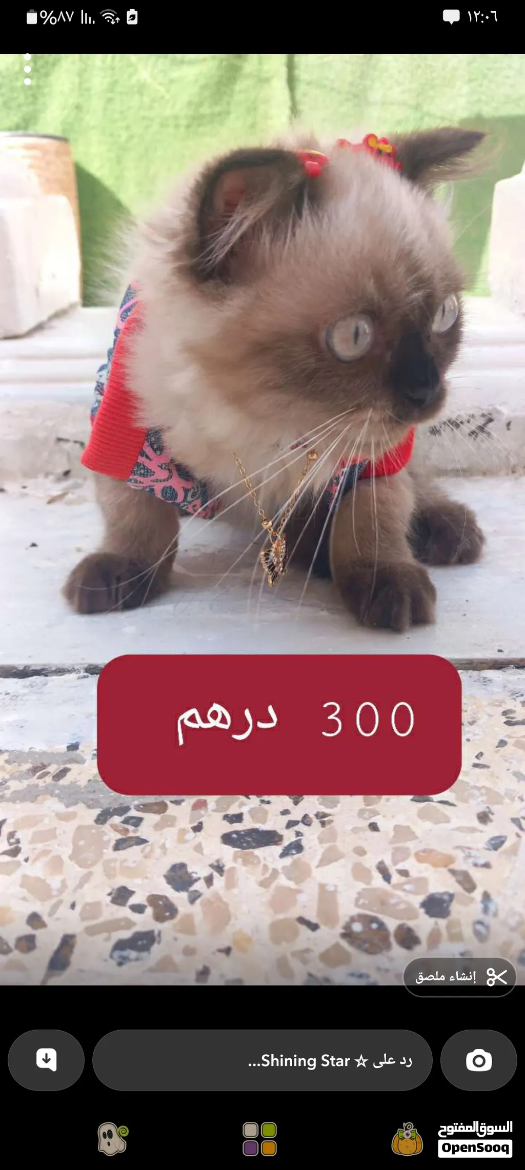 قطه هملايا