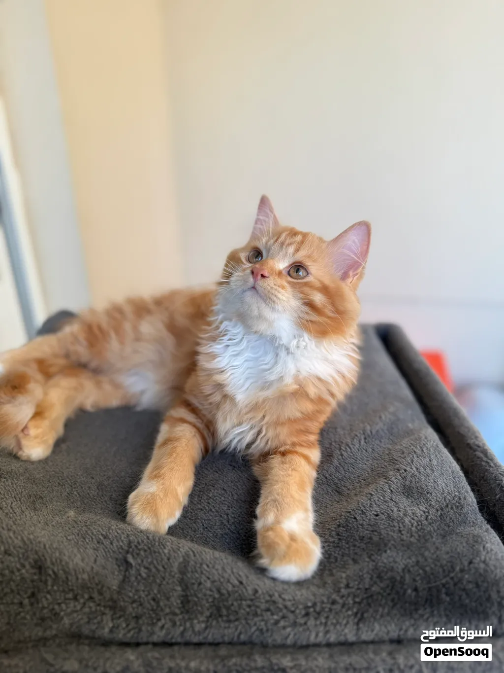 1 YEAR OLD MALE PERSIAN KITTEN AVAILABLE FOR ADOPTION (VACCINATED AND DEWORMED)