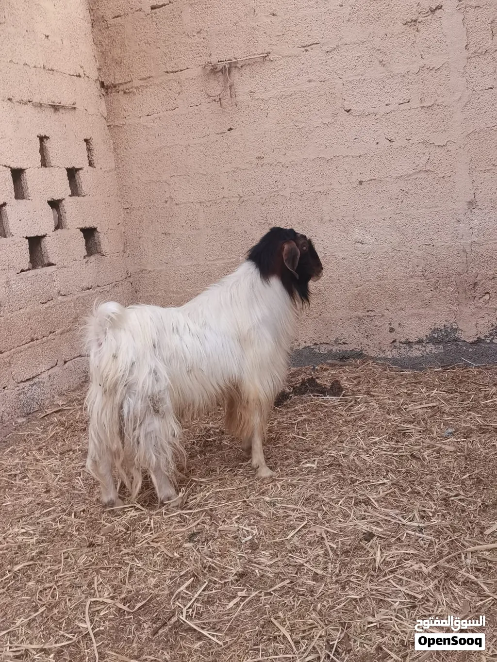 تيس عماني للبيع