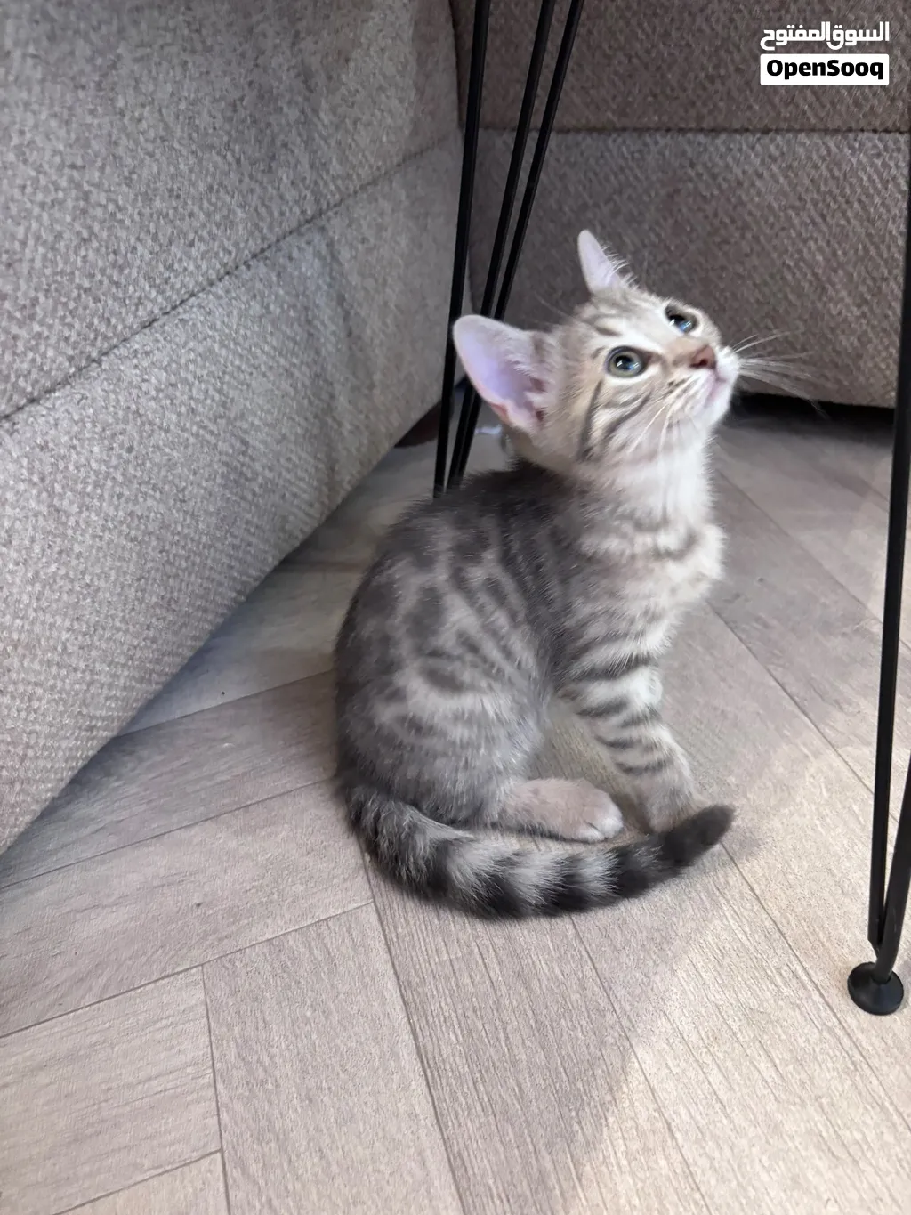كيتن قط بنغال سلفر