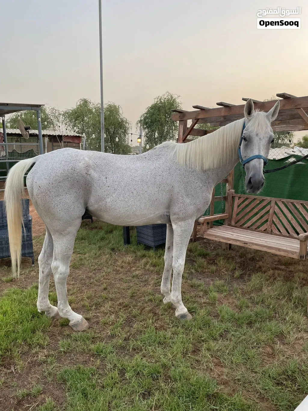 حصان عربي خصي