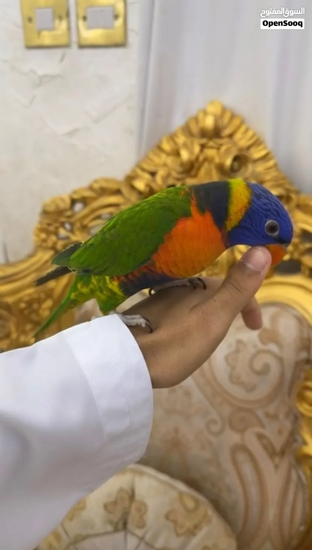 ببغاء لوري اليف
